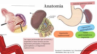 Anatomia
Las capas peritoneales que envuelven y
suspenden el bazo forman sus dos
ligamentos principales, el ligamento
gastrosplénico y el ligamento
esplenorrenal.
Vasos
gastroepiploicos
izquierdo
Ligamento
esplenorrenal
Panajiotis N. Skandalakis; Lee J. Skandalakis; Andrew N. Kingsnorth
Skandalakis, Bazo, cap. 22, Ed.
 