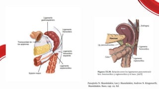 MEDICAL TREATMENT
Panajiotis N. Skandalakis; Lee J. Skandalakis; Andrew N. Kingsnorth;
Skandalakis, Bazo, cap. 22, Ed.
 