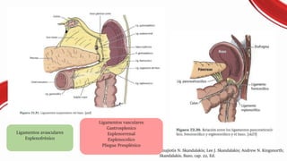 MEDICAL TREATMENT
Panajiotis N. Skandalakis; Lee J. Skandalakis; Andrew N. Kingsnorth;
Skandalakis, Bazo, cap. 22, Ed.
Ligamentos avasculares
Esplenofrénico
Ligamentos vasculares
Gastrosplenico
Esplenorrenal
Esplenocolico
Pliegue Presplénico
 