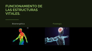 FUNCIONAMIENTO DE
LAS ESTRUCTURAS
VITALES.
Bioenergética Fisiología
 
