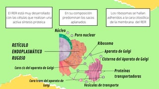 Cisterna Rer Sistema de Endomembranas | PDF