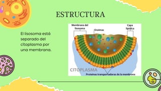 ESTRUCTURA
El lisosoma está
separado del
citoplasma por
una membrana.
 