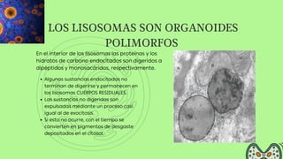 LOS LISOSOMAS SON ORGANOIDES
POLIMORFOS
Algunas sustancias endocitadas no
terminan de digerirse y permanecen en
los lisoso...