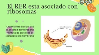 El RER esta asociado con
ribosomas
Orgánulo de la célula que
se encarga del transporte
y síntesis de proteínas de
secreció...