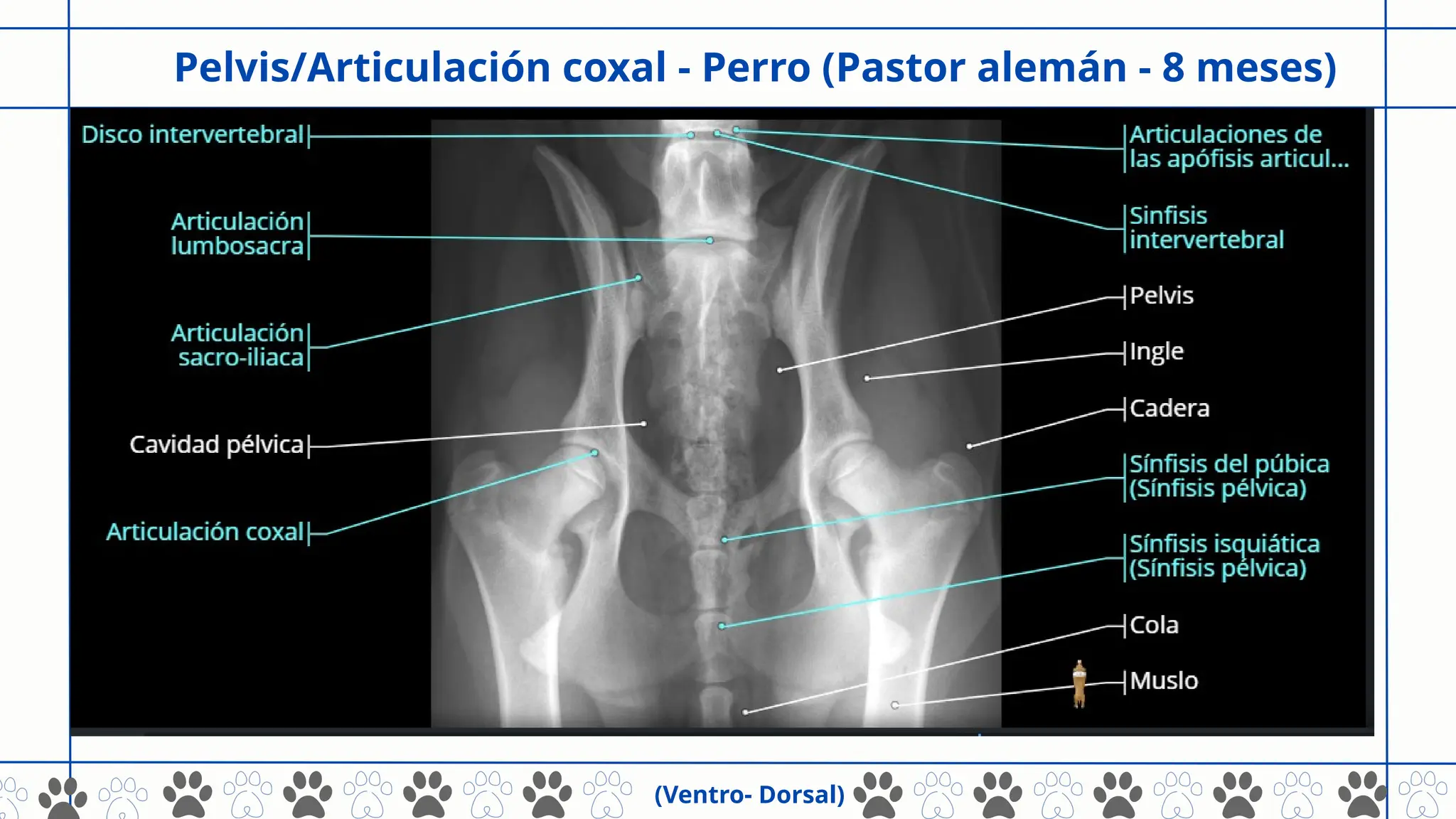 radiología veterinaria nomenclatura.pptx.pptx