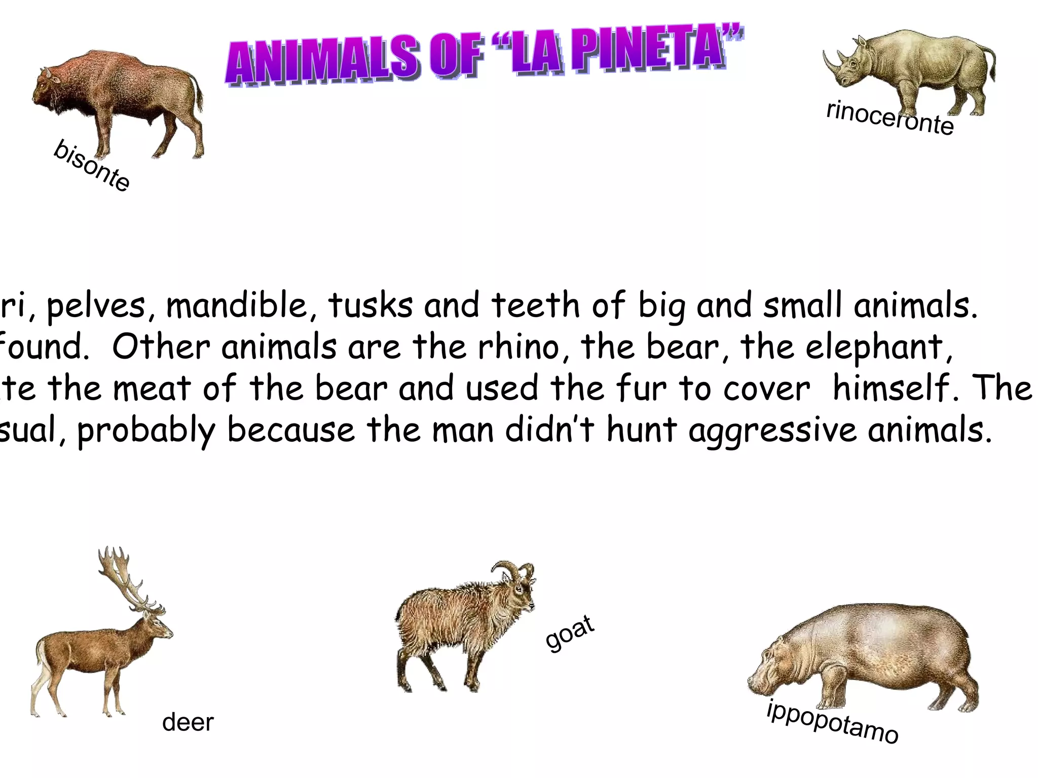 bisonte goat deer ippopotamo rinoceronte ANIMALS OF “LA PINETA” The researchers have found humeri, pelves, mandible, tusks and teeth of big and small animals. A lot of bison’s stones have been found.  Other animals are the rhino, the bear, the elephant,  the deer and the hippo. The man ate the meat of the bear and used the fur to cover  himself. The remains of carnivorous animals,  like lions and hyenas, are very unusual, probably because the man didn’t hunt aggressive animals. 