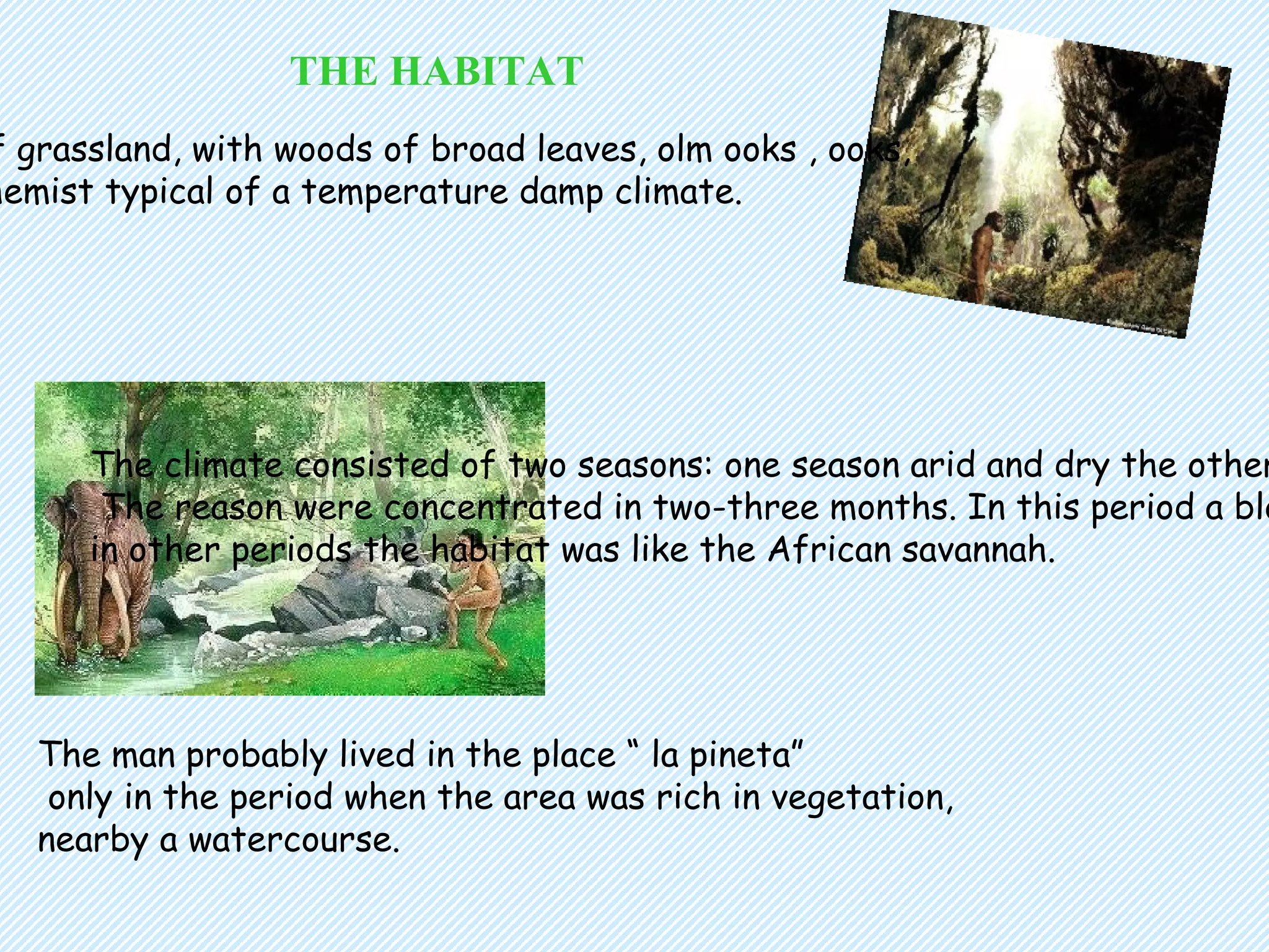THE HABITAT    Habitat of grassland, with woods of broad leaves, olm ooks , ooks,  birches chemist typical of a temperature damp climate. The climate consisted of two seasons: one season arid and dry the other one rainy. The reason were concentrated in two-three months. In this period a blooming vegetation developed,  in other periods the habitat was like the African savannah. The man probably lived in the place “ la pineta” only in the period when the area was rich in vegetation,  nearby a watercourse. 