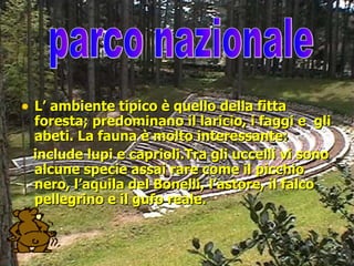 L’ ambiente tipico è quello della fitta foresta; predominano il laricio, i faggi e  gli abeti. La fauna è molto interessante: include lupi e caprioli.Tra gli uccelli vi sono alcune specie assai rare come il picchio nero, l’aquila del Bonelli, l’astore, il falco pellegrino e il gufo reale. parco nazionale 