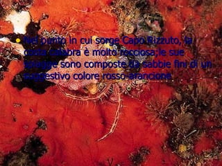 Nel punto in cui sorge Capo Rizzuto, la costa calabra è molto rocciosa;le sue spiagge sono composte da sabbie fini di un suggestivo colore rosso-arancione 