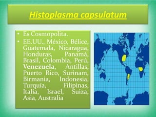 Histoplasma capsulatum
• Es Cosmopolita.
• EE.UU., México, Bélice,
  Guatemala, Nicaragua,
  Honduras,       Panamá,
  Brasil, Colombia, Perú,
  Venezuela, Antillas,
  Puerto Rico, Surinam,
  Birmania, Indonesia,
  Turquía,       Filipinas,
  Italia, Israel, Suiza,
  Asia, Australia
 