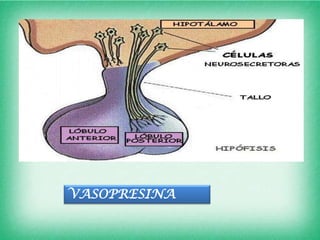 VASOPRESINA
 