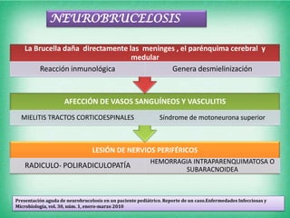NEUROBRUCELOSIS

    La Brucella daña directamente las meninges , el parénquima cerebral y
                                   medular
         Reacción inmunológica               Genera desmielinización



                     AFECCIÓN DE VASOS SANGUÍNEOS Y VASCULITIS
  MIELITIS TRACTOS CORTICOESPINALES                            Síndrome de motoneurona superior



                                 LESIÓN DE NERVIOS PERIFÉRICOS
                                                           HEMORRAGIA INTRAPARENQUIMATOSA O
    RADICULO- POLIRADICULOPATÍA                                    SUBARACNOIDEA



Presentación aguda de neurobrucelosis en un paciente pediátrico. Reporte de un caso.Enfermedades Infecciosas y
Microbiología, vol. 30, núm. 1, enero-marzo 2010
 