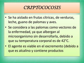 CRIPTOCOCOSIS

• Se ha aislado en frutas cítricas, de verduras,
  leche, guano de palomas y aves.
• Se considera a las palomas como vectores de
  la enfermedad, ya que albergan al
  microorganismo sin desarrollarla, debido a
  que su temperatura corporal es de 42°C.
• El agente es viable en el excremento (debido a
  que es alcalino y contiene productos
 
