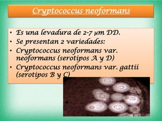 Cryptococcus neoformans

• Es una levadura de 2-7 µm DD.
• Se presentan 2 variedades:
• Cryptococcus neoformans var.
  neoformans (serotipos A y D)
• Cryptococcus neoformans var. gattii
  (serotipos B y C)
 