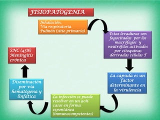 FISIOPATOGENIA
             Inhalación.
             Vía respiratoria
             Pulmón (sitio primario)
                                           Estas levaduras son
                                            fagocitadas por los
                                               macrófagos y
                                           neutrófilos activados
SNC (45%)                                     por citoquinas
Meningitis                                  derivadas células T
crónica


                                           La capsula es un
Diseminación                                     factor
   por vía                                 determinante en
hematógena y                                 la virulencia
  linfática        La infección se puede
                   resolver en un 90%
                   casos en forma
                   espontánea
                   (inmunocompetentes)
 
