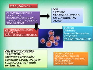 DIAGNÓSTICO
                          LCR
IDENTIFICACIÓN DE         LAVADO
LEVADURAS                 BRONCOALVEOLAR
EXAMEN DIRECTO EN         EXPECTORACIÓN
LAMINILLAS EN FRESCO.     ORINA
TINTA CHINA

                                  Biopsias.
LEVADURA DE COLOR                 Tinciones
ROJO-ROSA
                                  hematoxilina-eosina
HALO BLANCO (CAPSULA)
                                  LESIONES
                                  GRANULOMATOSAS




CULTIVOS EN MEDIO
SABOURAUD                  DETECCIÓN DE
                           ANTÍGENOS (90-95%)
MEDIO DE INFUSIÓN
                           IFI (Detección Ac en suero)
CEREBRO- CORAZÓN (BHI)     FIJACIÓN DE
COLONIAS 48-72 h (leche    COMPLEMENTO
condensada)
 