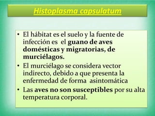 Histoplasma capsulatum

• El hábitat es el suelo y la fuente de
  infección es el guano de aves
  domésticas y migratorias, de
  murciélagos.
• El murciélago se considera vector
  indirecto, debido a que presenta la
  enfermedad de forma asintomática
• Las aves no son susceptibles por su alta
  temperatura corporal.
 