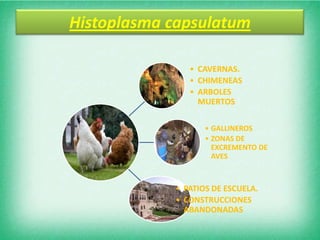 Histoplasma capsulatum

               • CAVERNAS.
               • CHIMENEAS
               • ARBOLES
                 MUERTOS

                   • GALLINEROS
                   • ZONAS DE
                     EXCREMENTO DE
                     AVES



            • PATIOS DE ESCUELA.
            • CONSTRUCCIONES
              ABANDONADAS
 