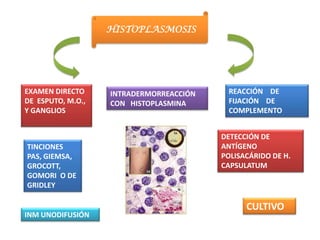 HISTOPLASMOSIS




EXAMEN DIRECTO     INTRADERMORREACCIÓN    REACCIÓN DE
DE ESPUTO, M.O.,   CON HISTOPLASMINA      FIJACIÓN DE
Y GANGLIOS                                COMPLEMENTO


                                         DETECCIÓN DE
TINCIONES                                ANTÍGENO
PAS, GIEMSA,                             POLISACÁRIDO DE H.
GROCOTT,                                 CAPSULATUM
GOMORI O DE
GRIDLEY

                                               CULTIVO
INM UNODIFUSIÓN
 