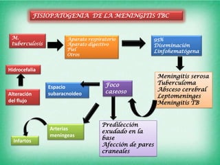 FISIOPATOGENIA DE LA MENINGITIS TBC


 M.                     Aparato respiratorio          95%
 tuberculosis           Aparato digestivo             Diseminación
                        Piel                          Linfohematógena
                        Otros


Hidrocefalia
                                                          Meningitis serosa
                                       Foco               Tuberculoma
                 Espacio                                  Absceso cerebral
Alteración       subaracnoideo         caseoso
                                                          Leptomeninges
del flujo                                                 Meningitis TB



                                      Predilección
                 Arterias
                                      exudado en la
                 meníngeas
  Infartos                            base
                                      Afección de pares
                                      craneales
 
