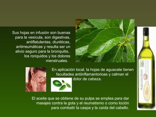 Sus hojas en infusión son buenas
para la vesícula, son digestivas,
antiflatulentas, diuréticas,
antirreumáticas y resulta ser un
alivio seguro para la bronquitis,
los ronquidos y los dolores
menstruales.
En aplicación local, la hojas de aguacate tienen
facultades antiinflamantorioas y calman el
dolor de cabeza.
.

El aceite que se obtiene de su pulpa se emplea para dar
masajes contra la gota y el reumatismo o como loción
para combatir la caspa y la caída del cabello.

 