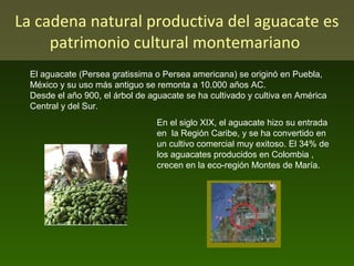 La cadena natural productiva del aguacate es
patrimonio cultural montemariano
El aguacate (Persea gratissima o Persea americana) se originó en Puebla,
México y su uso más antiguo se remonta a 10.000 años AC.
Desde el año 900, el árbol de aguacate se ha cultivado y cultiva en América
Central y del Sur.
En el siglo XIX, el aguacate hizo su entrada
en la Región Caribe, y se ha convertido en
un cultivo comercial muy exitoso. El 34% de
los aguacates producidos en Colombia ,
crecen en la eco-región Montes de María.

 