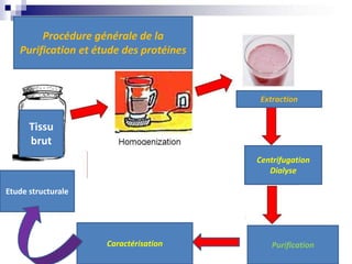 10m
Procédure générale de la
Purification et étude des protéines
Caractérisation
Centrifugation
Dialyse
Extraction
Purification
Tissu
brut
Etude structurale
 