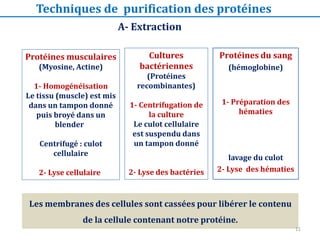 Protéines du sang
(hémoglobine)
1- Préparation des
hématies
lavage du culot
2- Lyse des hématies
A- Extraction
Protéines musculaires
(Myosine, Actine)
1- Homogénéisation
Le tissu (muscle) est mis
dans un tampon donné
puis broyé dans un
blender
Centrifugé : culot
cellulaire
2- Lyse cellulaire
Les membranes des cellules sont cassées pour libérer le contenu
de la cellule contenant notre protéine.
Cultures
bactériennes
(Protéines
recombinantes)
1- Centrifugation de
la culture
Le culot cellulaire
est suspendu dans
un tampon donné
2- Lyse des bactéries
Techniques de purification des protéines
11
 