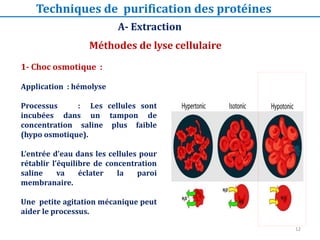 Méthodes de lyse cellulaire
A- Extraction
1- Choc osmotique :
Application : hémolyse
Processus : Les cellules sont
incubées dans un tampon de
concentration saline plus faible
(hypo osmotique).
L’entrée d’eau dans les cellules pour
rétablir l’équilibre de concentration
saline va éclater la paroi
membranaire.
Une petite agitation mécanique peut
aider le processus.
Techniques de purification des protéines
12
 