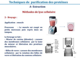 Méthodes de lyse cellulaire
A- Extraction
2- Broyage :
Application : muscle
Processus : Le muscle est coupé en
petits morceaux puis repris dans un
tampon.
Le broyage se fait :
- Mixeur de cuisine (blender) : cassure
des membranes cellulaires par la lame
du mixeur et libération des protéines
musculaires.
- Billes de verre : cassure des membranes
cellulaires par la rotation des billes de
verre et libération du contenu cellulaire.
Techniques de purification des protéines
13
 