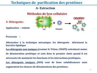 4- Détergents :
Application : réduite
Processus :
Alternative à la technique mécanique. les détergents détruisent la
barrière lipidique
Les détergents non ioniques (comme le Triton, CHAPS) entrainent moins
de dénaturation protéique et sont donc le premier choix quand il est
nécessaire de maintenir les fonctions et les interactions protéiques.
Les détergents ioniques (SDS) sont de bons solubilisateurs mais
augmentent les chances de dénaturations des protéines.
Méthodes de lyse cellulaire
A- Extraction
Techniques de purification des protéines
15
 