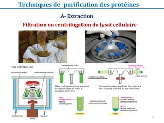 Filtration ou centrifugation du lysat cellulaire
A- Extraction
Techniques de purification des protéines
17
 