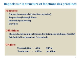 Fonctions:
Contraction musculaire (actine, myosine)
Respiration (hémoglobine)
Immunité (anticorps)
Enzymes
Définition:
Chaine d’acides aminés liés par des liaisons peptidiques (amide)
Extrémités N-terminale et C-terminale
Origine :
Transcription : ADN ARNm
Traduction : ARNm protéine
Rappels sur la structure et fonctions des protéines
2
 