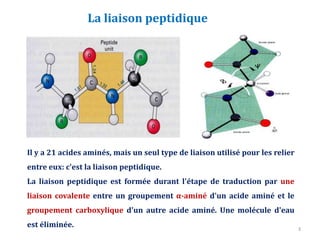 La liaison peptidique
Il y a 21 acides aminés, mais un seul type de liaison utilisé pour les relier
entre eux: c'est la liaison peptidique.
La liaison peptidique est formée durant l'étape de traduction par une
liaison covalente entre un groupement α-aminé d'un acide aminé et le
groupement carboxylique d'un autre acide aminé. Une molécule d'eau
est éliminée. 3
 
