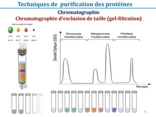 Chromatographie
Chromatographie d’exclusion de taille (gel-filtration)
Techniques de purification des protéines
35
 