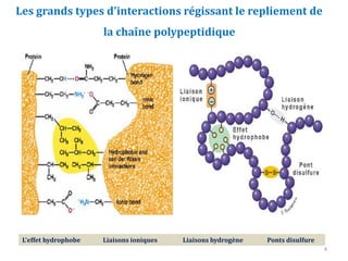 Les grands types d'interactions régissant le repliement de
la chaîne polypeptidique
L'effet hydrophobe Liaisons ioniques Liaisons hydrogène Ponts disulfure
4
 