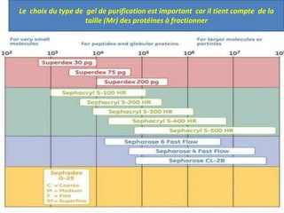 40
Le choix du type de gel de purification est important car il tient compte de la
taille (Mr) des protéines à fractionner
 