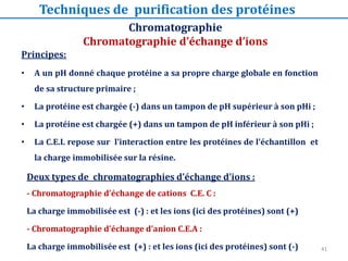 Principes:
• A un pH donné chaque protéine a sa propre charge globale en fonction
de sa structure primaire ;
• La protéine est chargée (-) dans un tampon de pH supérieur à son pHi ;
• La protéine est chargée (+) dans un tampon de pH inférieur à son pHi ;
• La C.E.I. repose sur l’interaction entre les protéines de l’échantillon et
la charge immobilisée sur la résine.
Deux types de chromatographies d’échange d’ions :
- Chromatographie d’échange de cations C.E. C :
La charge immobilisée est (-) : et les ions (ici des protéines) sont (+)
- Chromatographie d’échange d’anion C.E.A :
La charge immobilisée est (+) : et les ions (ici des protéines) sont (-)
Chromatographie
Chromatographie d’échange d’ions
Techniques de purification des protéines
41
 