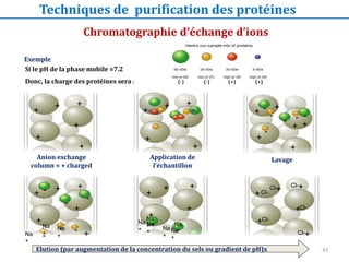 Anion exchange
column = + charged
+
+
+
+
+
+ -
-
-
-
-
-
+
+
+
+
+
+
+
+
+
+
+
+
+
+
+
+
+
-
-
Na
+
Na
+
Na
+ Na
+
Na
+
Na
+
+
+
+
+
+
+Cl-
Cl- Cl-
Cl-
Cl-
Cl-
+
+
+
+
+
+ -
-
-
-
-
-
Na
+
Na
+
Na
+
Si le pH de la phase mobile =7.2
Donc, la charge des protéines sera : (-) (-) (+) (+)
Application de
l’échantillon
Lavage
Chromatographie d’échange d’ions
Techniques de purification des protéines
Exemple
Elution (par augmentation de la concentration du sels ou gradient de pH)x 43
 