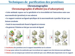 Chromatographie
Chromatographie d’affinité (ou d’adsorption)
Techniques de purification des protéines
1- Incubation des protéines avec le support immobilisé sur la colonne
2- Lavage pour enlever les molécules qui s’accrochent sur support avec des liaisons non spécifiques
3- Elution avec un tampon qui contient une molécule qui a une affinité plus importante avec le support
• Cette méthode repose sur la spécificité et la réversibilité de l’interaction entre une
macromolécule (protéine) et son substrat
• Le support contient un ligand spécifique de la macromolécule à purifier lié par une
liaison covalente
• Seule la macromolécule fixant le ligand est retenue
• En général, l’élution se fait par un excès de ligand
1 2 3
44
 