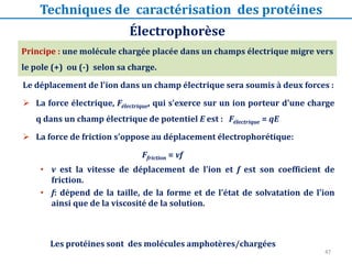 Électrophorèse
Techniques de caractérisation des protéines
Le déplacement de l'ion dans un champ électrique sera soumis à deux forces :
 La force électrique, Félectrique, qui s'exerce sur un ion porteur d'une charge
q dans un champ électrique de potentiel E est : Félectrique = qE
 La force de friction s'oppose au déplacement électrophorétique:
Ffriction = vf
• v est la vitesse de déplacement de l'ion et f est son coefficient de
friction.
• f: dépend de la taille, de la forme et de l'état de solvatation de l'ion
ainsi que de la viscosité de la solution.
Principe : une molécule chargée placée dans un champs électrique migre vers
le pole (+) ou (-) selon sa charge.
47
Les protéines sont des molécules amphotères/chargées
 