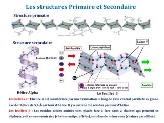 Les structures Primaire et Secondaire
Hélice Alpha
Liaison H: CO-NH
Le feuillet β
Structure secondaire
Structure primaire
Les hélices α : L'hélice α est caractérisée par une translation le long de l'axe central parallèle au grand
axe de l'hélice de 5,4 Å par tour d'hélice. Il y a environ 3,6 résidus par tour d'hélice
Les feuillets β : Les résidus acides aminés sont placés face à face dans 2 chaînes qui peuvent se
déployer, soit en sens contraire (chaînes antiparallèles), soit dans le même sens (chaînes parallèles)
5
 