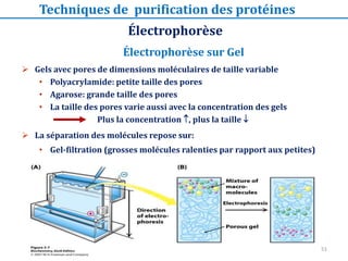 Électrophorèse
Techniques de purification des protéines
 Gels avec pores de dimensions moléculaires de taille variable
• Polyacrylamide: petite taille des pores
• Agarose: grande taille des pores
• La taille des pores varie aussi avec la concentration des gels
Plus la concentration , plus la taille 
 La séparation des molécules repose sur:
• Gel-filtration (grosses molécules ralenties par rapport aux petites)
Électrophorèse sur Gel
51
 