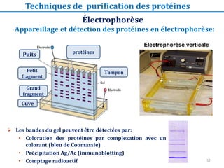 Électrophorèse
Techniques de purification des protéines
 Les bandes du gel peuvent être détectées par:
• Coloration des protéines par complexation avec un
colorant (bleu de Coomassie)
• Précipitation Ag/Ac (immunoblotting)
• Comptage radioactif
Appareillage et détection des protéines en électrophorèse:
Tampon
Petit
fragment
Grand
fragment
Cuve
Puits protéines
Electrophorèse verticale
52
 