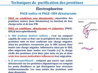 • PAGE en conditions non dénaturante: séparation des
protéines natives (non dénaturées) en fonction de leur
charge nette et de leur PM.
• PAGE en conditions dénaturante ou réductrice (PAGE-
SDS/β mercaptoéthanol):
o le SDS (sodium dodécyl sulfate) : c’est un composé
capable de venir se fixer sur la périphérie des chaines de
protéines tout en leur conférant une charge négative.
Ainsi les protéines recouvertes par le SDS auront donc
toutes une charge négative. Influencées ainsi par le SDS,
elles migreront donc toutes vers l’anode (+): la charge
réelle des protéines n’est donc plus mise en jeu et donc
seule leur masse moléculaire influencera leur migration.
o le β mercaptoéthanol : composé qui exerce une action
dénaturante sur les protéines oligomériques en rompant
les ponts disulfures ce qui désorganise leur structure
tridimensionnelle. Les sous unités des protéines sont
Électrophorèse
Techniques de purification des protéines
PAGE native et PAGE -SDS dénaturante
53
 