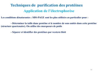 54
Application de l’électrophorèse
Les conditions dénaturantes : SDS-PAGE sont les plus utilisées en particulier pour :
- Déterminer la taille dune protéine et le nombre de sous unités dans cette protéine
(structure quartenaire). On utilise des marqueurs de poids
- Séparer et identifier des protéines par western blott
Techniques de purification des protéines
 