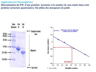 55
Application de l’électrophorèse
Détermination du PM d’une protéine inconnue et le nombre de sous unités dans cette
protéine (structure quartenaire). On utilise des marqueurs de poids
 