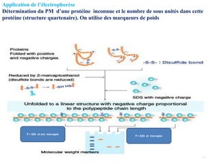 56
Application de l’électrophorèse
Détermination du PM d’une protéine inconnue et le nombre de sous unités dans cette
protéine (structure quartenaire). On utilise des marqueurs de poids
P + SDS et ans mercapto
P + SDS et mercapto
 