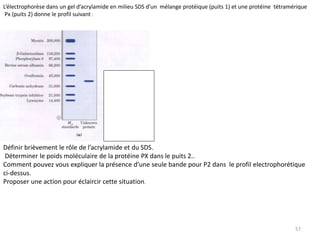 57
L’électrophorèse dans un gel d’acrylamide en milieu SDS d’un mélange protéique (puits 1) et une protéine tétramérique
Px (puits 2) donne le profil suivant :
Définir brièvement le rôle de l’acrylamide et du SDS.
Déterminer le poids moléculaire de la protéine PX dans le puits 2..
Comment pouvez vous expliquer la présence d’une seule bande pour P2 dans le profil electrophorétique
ci-dessus.
Proposer une action pour éclaircir cette situation.
 