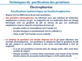 Électrophorèse
Techniques de purification des protéines
• Repose sur les différences de pI entre protéines.
o Une première électrophorèse est effectuée avec une solution de molécules
amphotères à travers un gel. La migration de ces molécules dans un champ
électrique crée un gradient de pH au niveau du gel. Les molécules
amphotères vont se répartir en fonction de leurs pI:
o les plus acides se rassemblent vers l'anode (+)
o les plus basiques se positionnent vers le cathode (-)
o Ainsi, le pH  de l'anode vers le cathode.
o La solution de protéines est ensuite déposée sur le gel pour effectuer une
seconde électrophorèse. Les protéines se déplacent dans le gradient de pH
du gel, jusqu'à ce qu'elles arrivent à une zone correspondant à leur pI
respectif.
o À ce pI, les protéines n'auront plus de charge nette, elles vont donc
arrêter de migrer.
o Chaque protéine se trouve donc concentrée sous forme d'une bande
étroite autour de son point isoélectrique à ± 0.01 unités de pH.
Focalisation isoélectrique ou Isoélectrophorèse
58
 